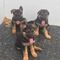 Hermoso cachorros de pastor alemán Kc registrado - Foto 1