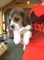 Hermosos beagle cachorros - Foto 1