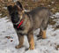 Hermosos cachorros de pastor alemán en adopción - Foto 1