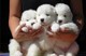 Hermosos cachorros de samoyedo