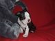 Impresionante cachorro de boston terrier disponible