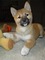 Inicio criado Shiba Inu cachorros - Foto 1