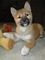 Inicio criado shiba inu cachorros