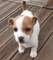 Jack russel Terrier por Regalo - Foto 1