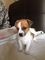 Jack Russell cachorros en venta - Foto 1