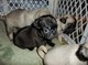 Jóvenes Pug cachorros - Foto 1