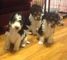 Kc Reg Fox Terrier cachorros para su adopción - Foto 1
