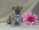 Kc registrado macho y hembra shiba inu cachorros