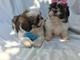 Kc registrado macho y hembra shih tzu cachorros