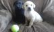 Labrador cachorros para adopción - Foto 1