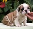 Lindo bulldog inglés cachorros