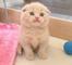 Lindos camada scottish fold