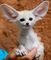 Lindos fennec fox