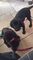 Lovely Flat Coated Retriever Puppies - Foto 1