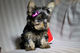 Macho y hembra de yorkshire terrier (yorkies) en adopción