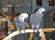 Macho y hembra gris africano loros de la adopción - Foto 1