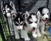 Maravilloso siberian husky pups disponible