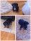 Miniatura dachshund cachorros disponibles