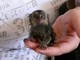 Mono marmota pigmeo disponible