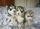Perritos adorables del husky siberiano para la adopción