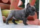 Perritos de raza pura AKC Bulldog francés disponibles - Foto 1