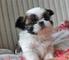 Perritos de Shih Tzu para una casa encantadora - Foto 1