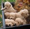 Perritos golden retriever