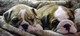 Perritos ingleses sanos del dogo para la adopción - Foto 1