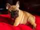 Preciosos bulldog francés - Foto 1