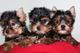 Preciosos cachorritos yorkshire terrier - Foto 1
