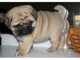 Pug cachorros listo