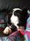 Regalo Autenticos boston terrier - Foto 1