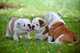 Regalo cachorros bulldog ingles en adopcion
