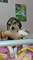 Regalo cachorros de beagle enano - Foto 1
