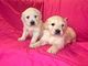 Regalo cachorros golden retriever