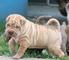 Regalo cachorros shar pei para adopcion