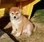 Regalo Cachorros Shiba Inu Autenticos - Foto 1