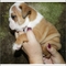 Regalo Camada preciosa de bulldog inglés - Foto 1