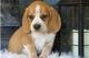 Regalo fantastic cachorros de beagle para adopcion