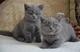 Regalo gatitos british shorthair