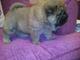 Regalo gorgeous chow chow cachorros disponibles