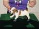 Regalo Jack russel Terrier - Foto 1