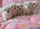 Regalo: lindos cachorros bichon maltes listo