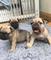 Regalo magnificos cachorros bulldog frances