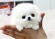 Regalo pomerania de line aamericana con loe