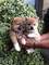 Regalo Shiba inu - machos y hembras - Foto 1