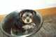 Regalo Yorshire Terrier Mini toy - Foto 1