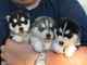 Siberian husky cachorros