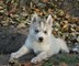 Siberian Husky cachorros - Foto 3