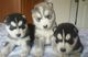 Siberiano Husky cachorros - Foto 1